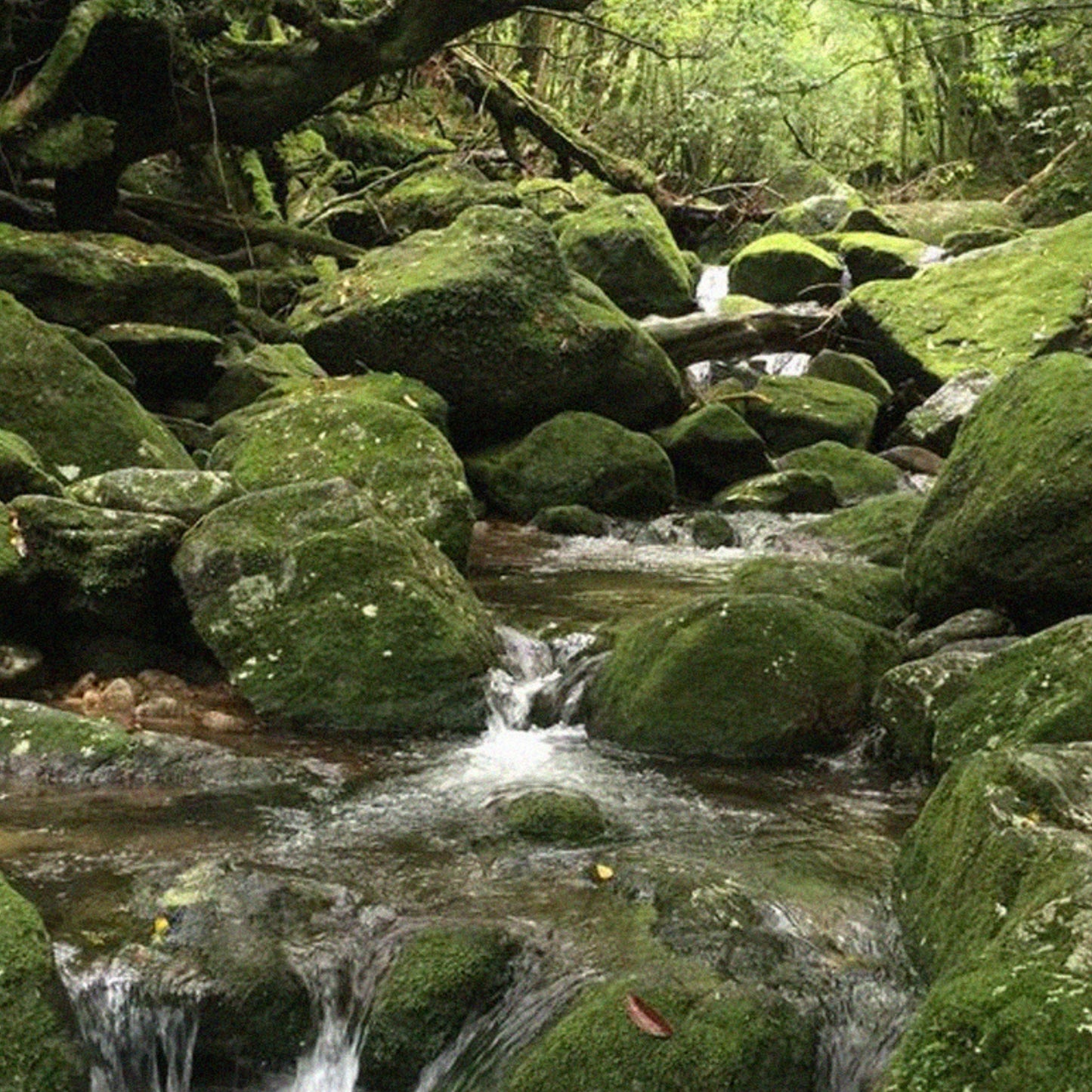 Mountain Spring Solid Perfume Balm