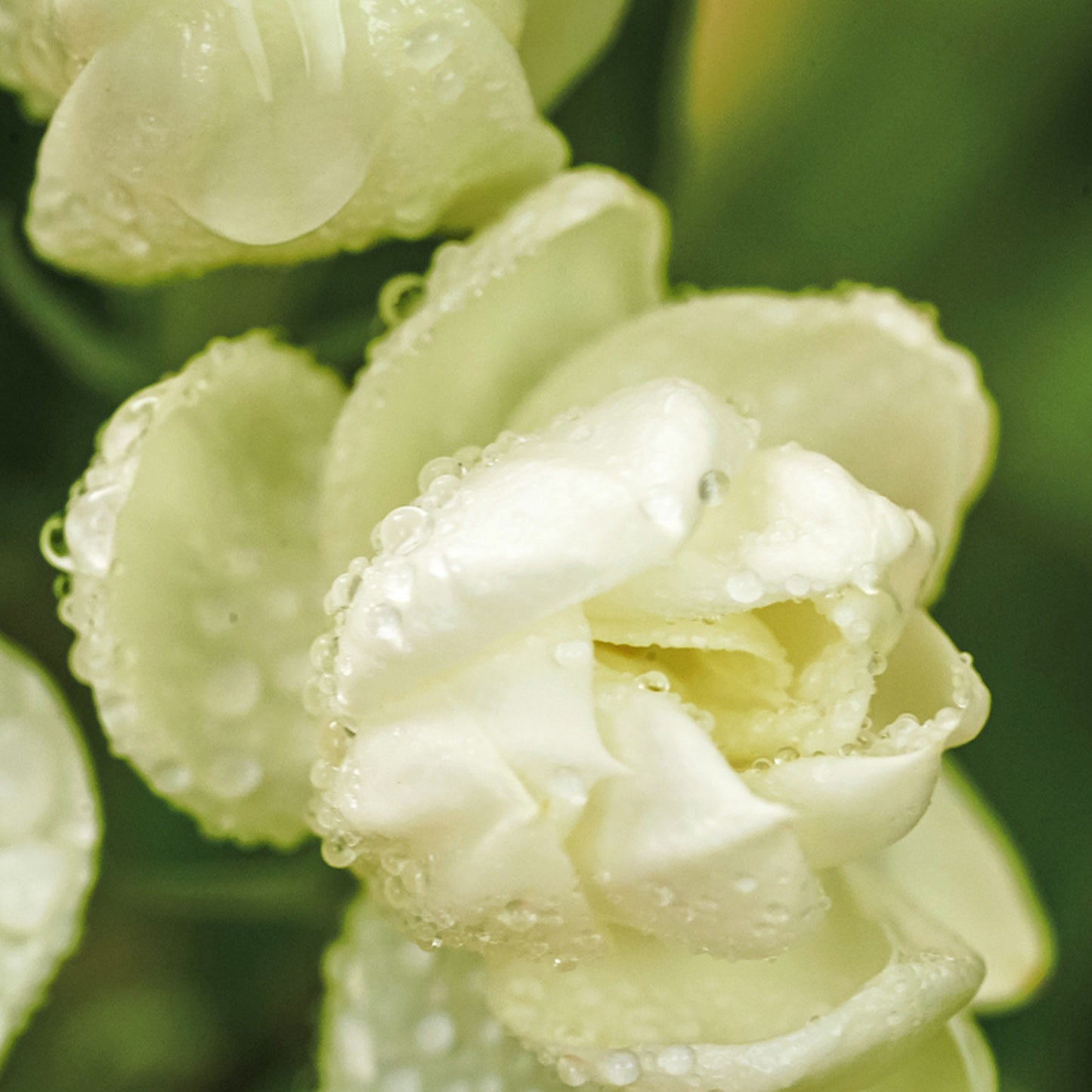 Jasmine Dew Solid Perfume Balm