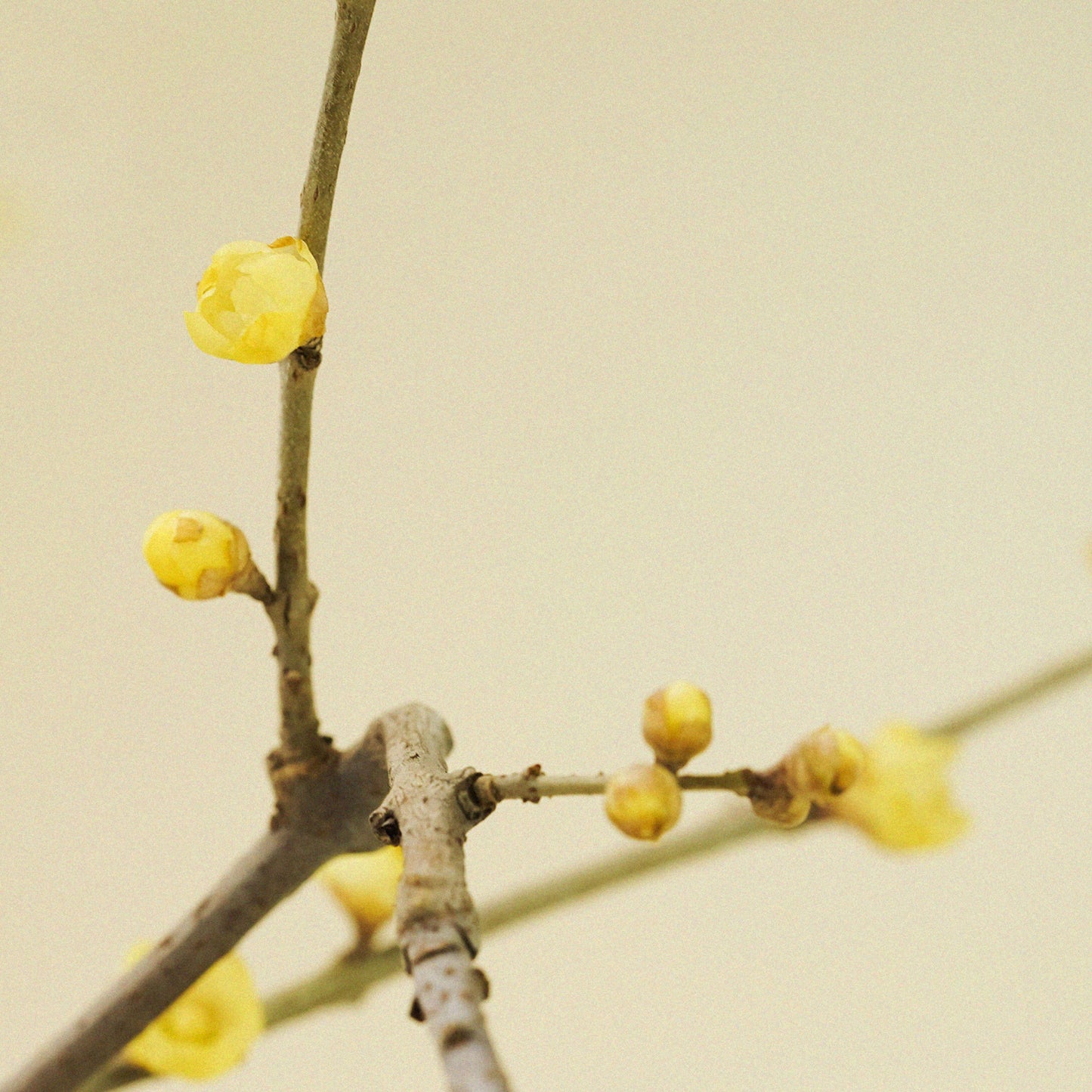 Wintersweet Whisper Solid Perfume Balm
