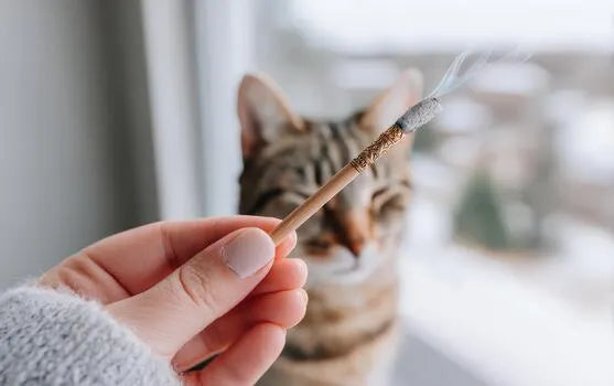 Quiet Smoke, Shared Space: Choosing Incense in a Home with Pets