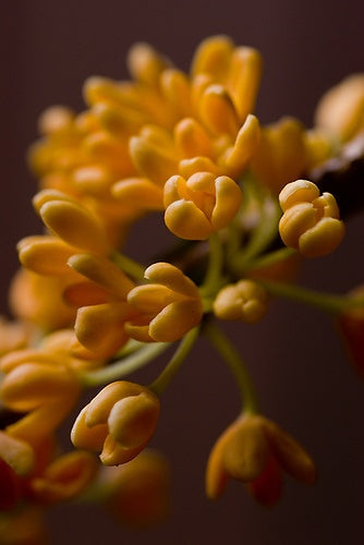 INCENZO's Natural Fragrance: Signature of Autumn — Osmanthus and its Cultural Significance