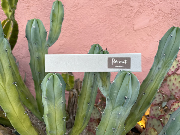 A box of INCENZO Retreat ambergris incense resting among tall cactus stems against a pink stucco wall