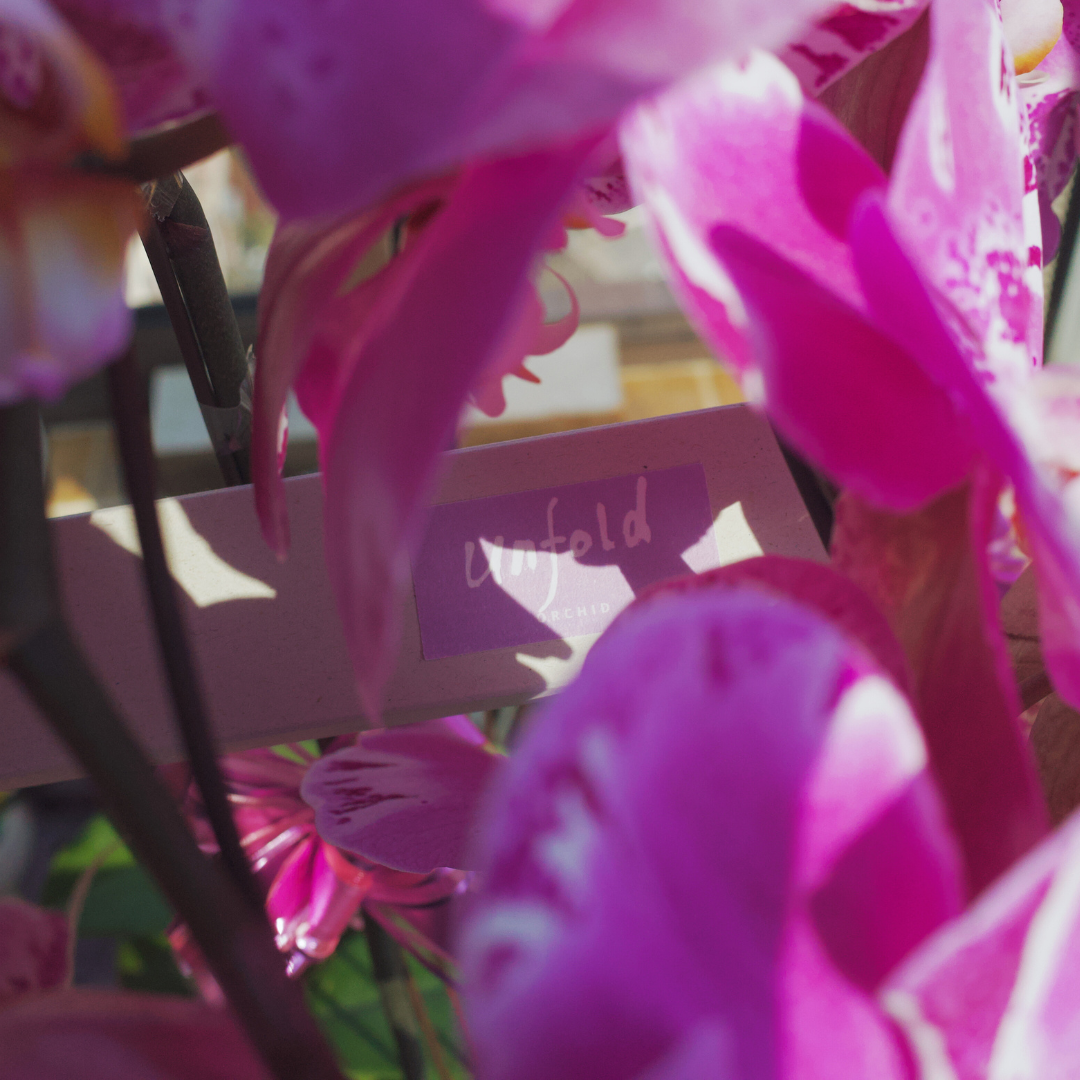 Close-up of pink orchid flowers with all natural incense